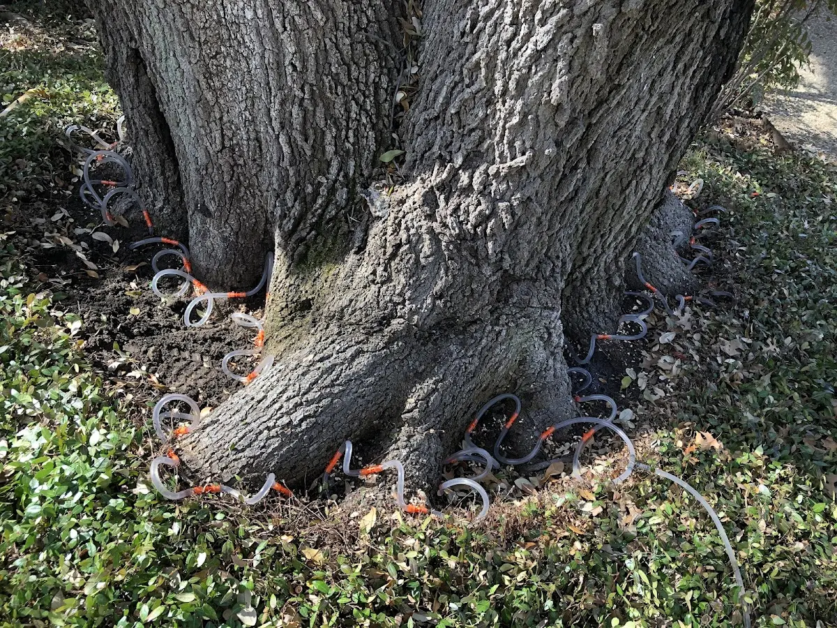 Detailed Tree Cabling and Bracing job site in Adams